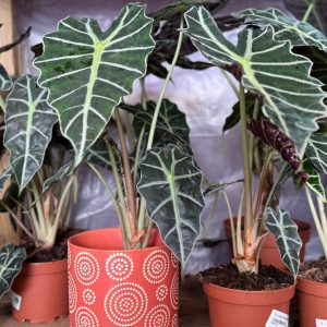 עציץ קרמיקה עיגולי חמרה