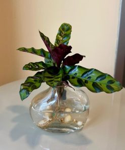 קלתאה בזכוכית