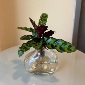 קלתאה בזכוכית