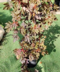 היביסקוס מאוריציוס