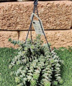 Alternative view of קרסולה מנוקבת ק.14