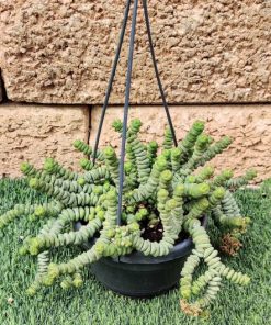 קרסולה מנוקבת ק.14