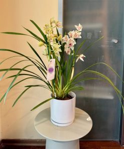 סחלב צימבידיום