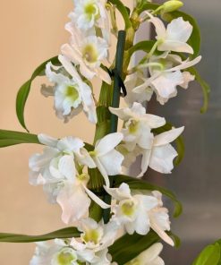 סחלב נובלי עמוד פריחה 1