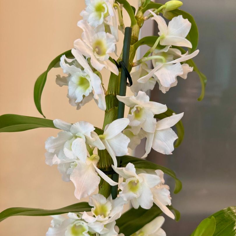 סחלב נובלי עמוד פריחה 1