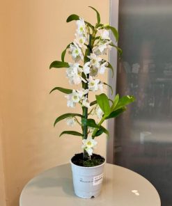 סחלב נובלי ללא כלי