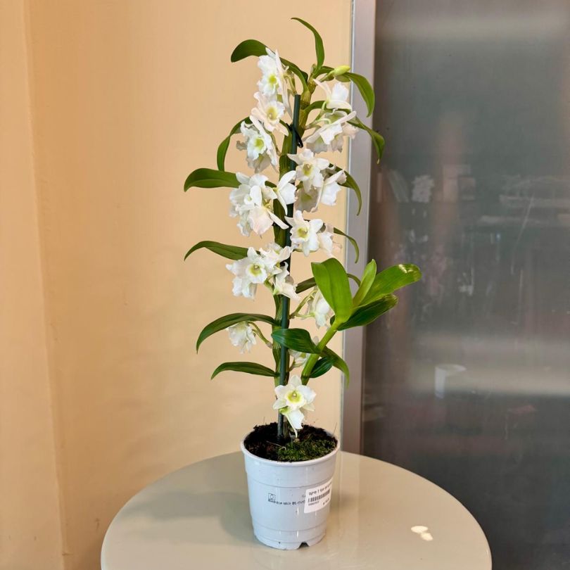 סחלב נובלי ללא כלי