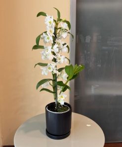 נובלי בכלי שחור