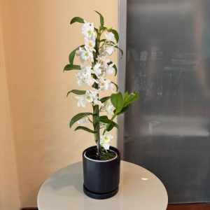 נובלי בכלי שחור