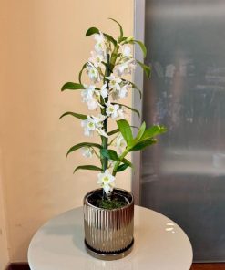 נובלי בכלי זהב