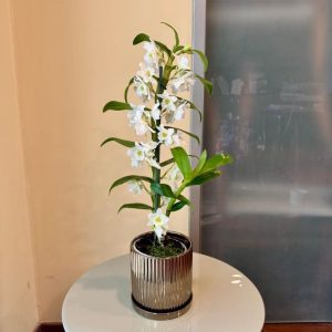 נובלי בכלי זהב