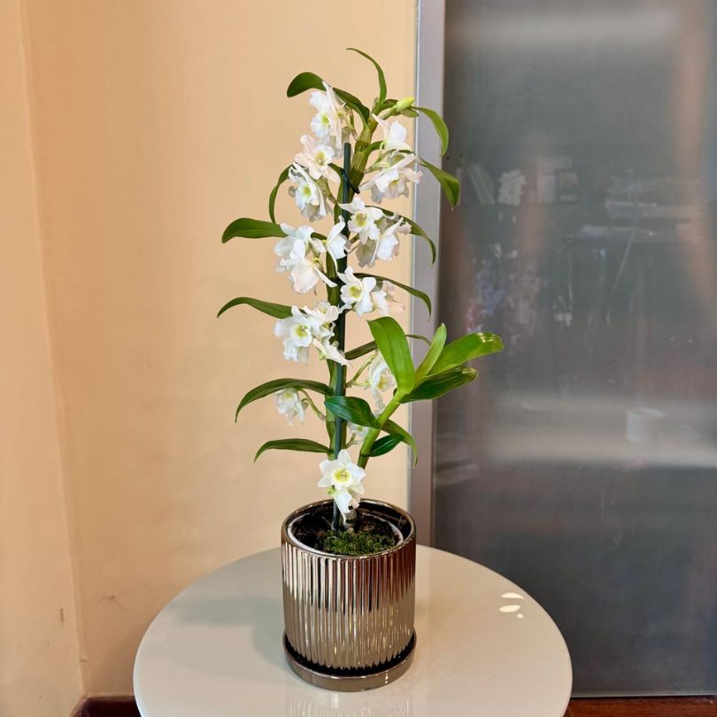 נובלי בכלי זהב