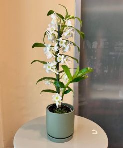 נובלי בכלי ירוק