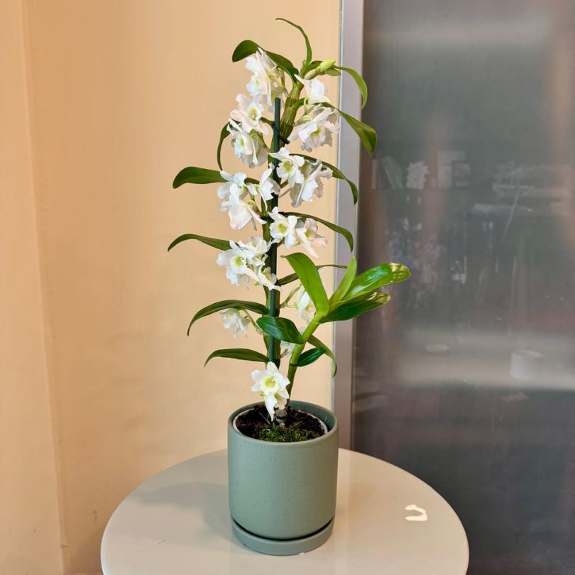 נובלי בכלי ירוק