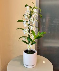 נובלי בכלי לבן