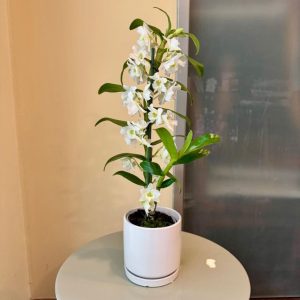 נובלי בכלי לבן