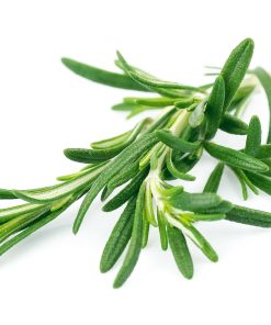 רוזמרין - זרעים