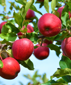 תפוח עץ אדום
