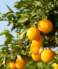 תפוז ולנסיה