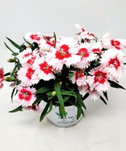 Alternative view of ציפורן סיני