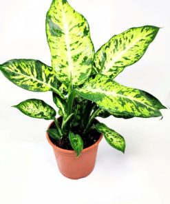 Alternative view of דיפנבכיה