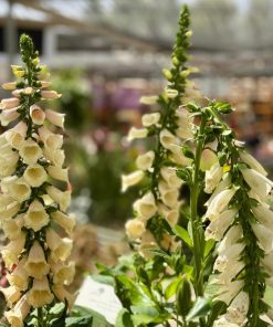 דיגיטליס בעציץ 18