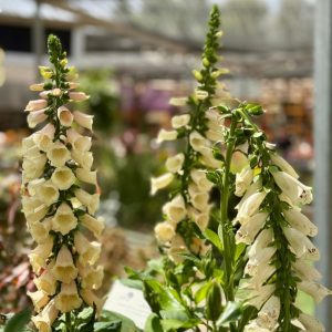 דיגיטליס בעציץ 18