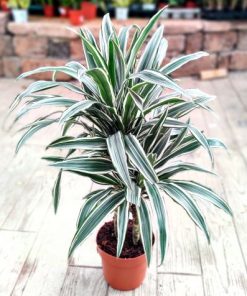 דרצנה על גזע ע.24