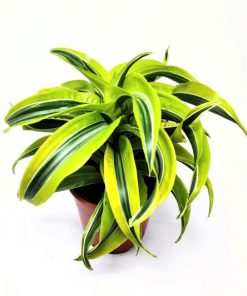 דרצנה למון ליים