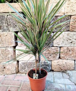 Alternative view of דרצנה על גזע ע.24