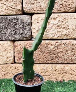 פיטאיה (פרי הדרקון)