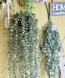 עציץ אקליפטוס נשפך