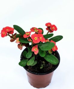 חלבלוב מילי קוצני