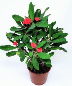 Alternative view of חלבלוב מילי קוצני