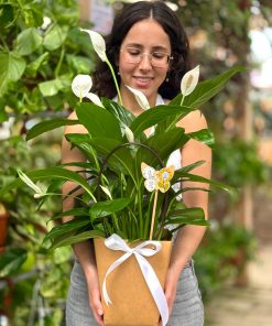 ספטיפיליום חגיגי