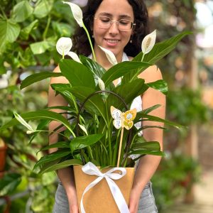 ספטיפיליום חגיגי