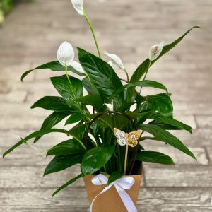 ספטיפיליום חגיגי