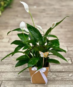 ספטיפיליום חגיגי