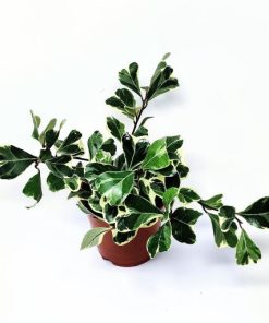 Alternative view of פיקוס סוויט הארט