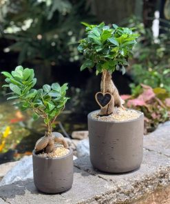 פיקוס בונסאי לבבי