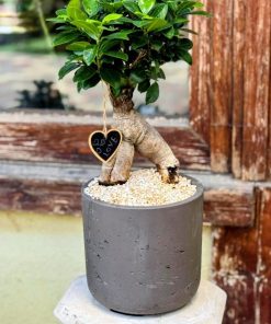 פיקוס בונסאי לבבי