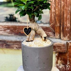 פיקוס בונסאי לבבי