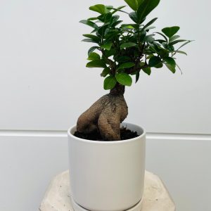 פיקוס בונסאי בכלי קרמיקה