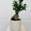 פיקוס בונסאי בכלי קרמיקה