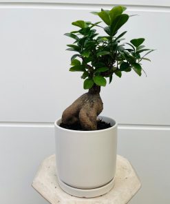 פיקוס בונסאי בכלי קרמיקה