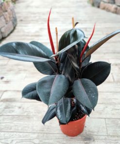 פיקוס גומי שחור