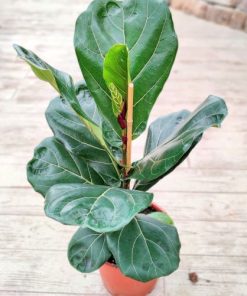 פיקוס כינורי