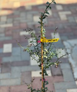 עץ פינגר ליים