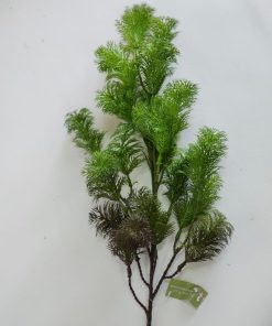 ענף עשב יער