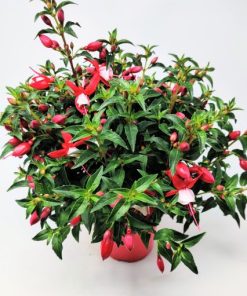 Alternative view of פוקסיה